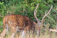 _india_18nov2023_bandhavgarh18_small.jpg