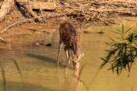 _india_18nov2023_bandhavgarh19_small.jpg