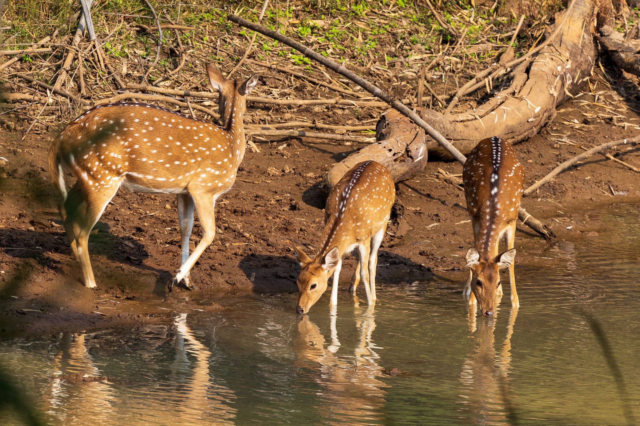 _india_18nov2023_bandhavgarh20.jpg