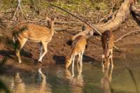 _india_18nov2023_bandhavgarh20_small.jpg