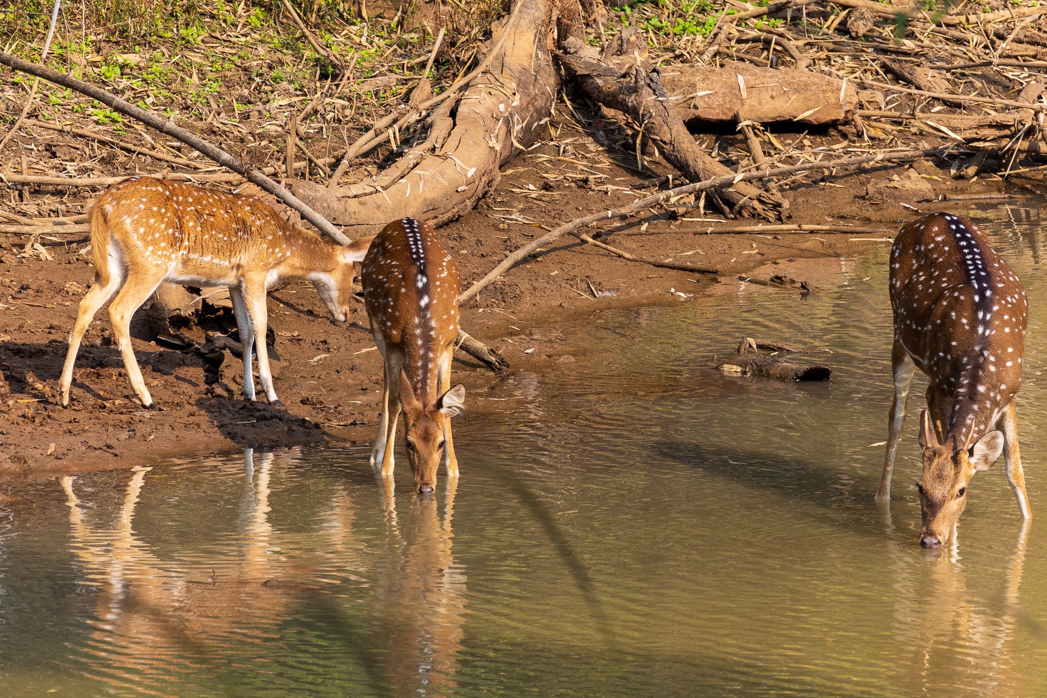 _india_18nov2023_bandhavgarh21.jpg