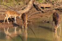 _india_18nov2023_bandhavgarh21_small.jpg