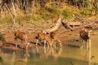 _india_18nov2023_bandhavgarh22_small.jpg