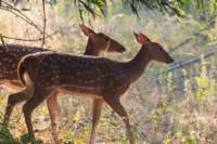 _india_18nov2023_bandhavgarh23_small.jpg