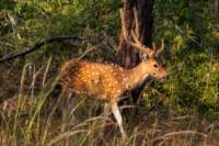 _india_18nov2023_bandhavgarh24_small.jpg