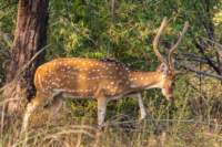 _india_18nov2023_bandhavgarh25_small.jpg