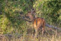 _india_18nov2023_bandhavgarh26_small.jpg