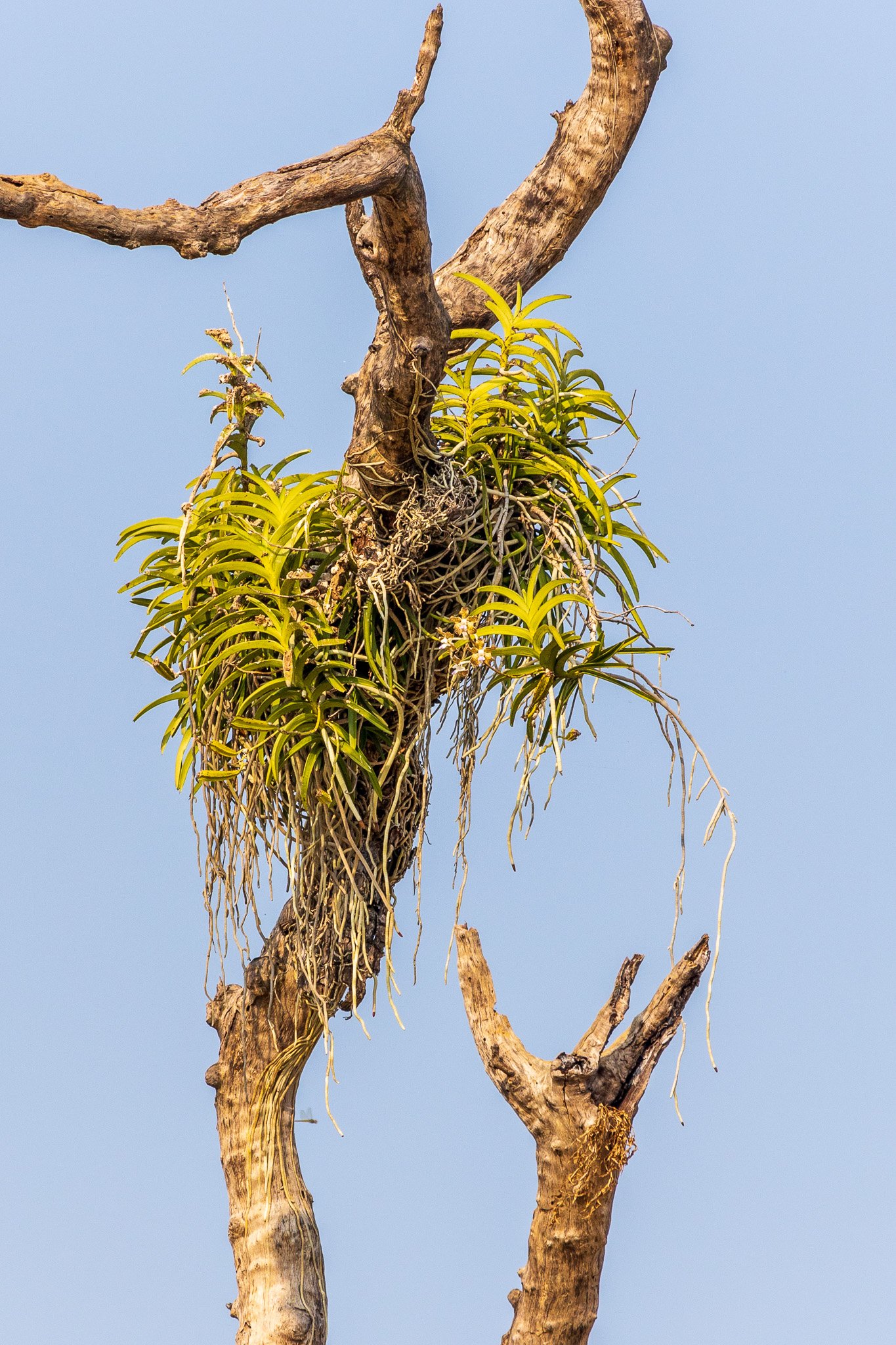 _india_18nov2023_bandhavgarh27.jpg