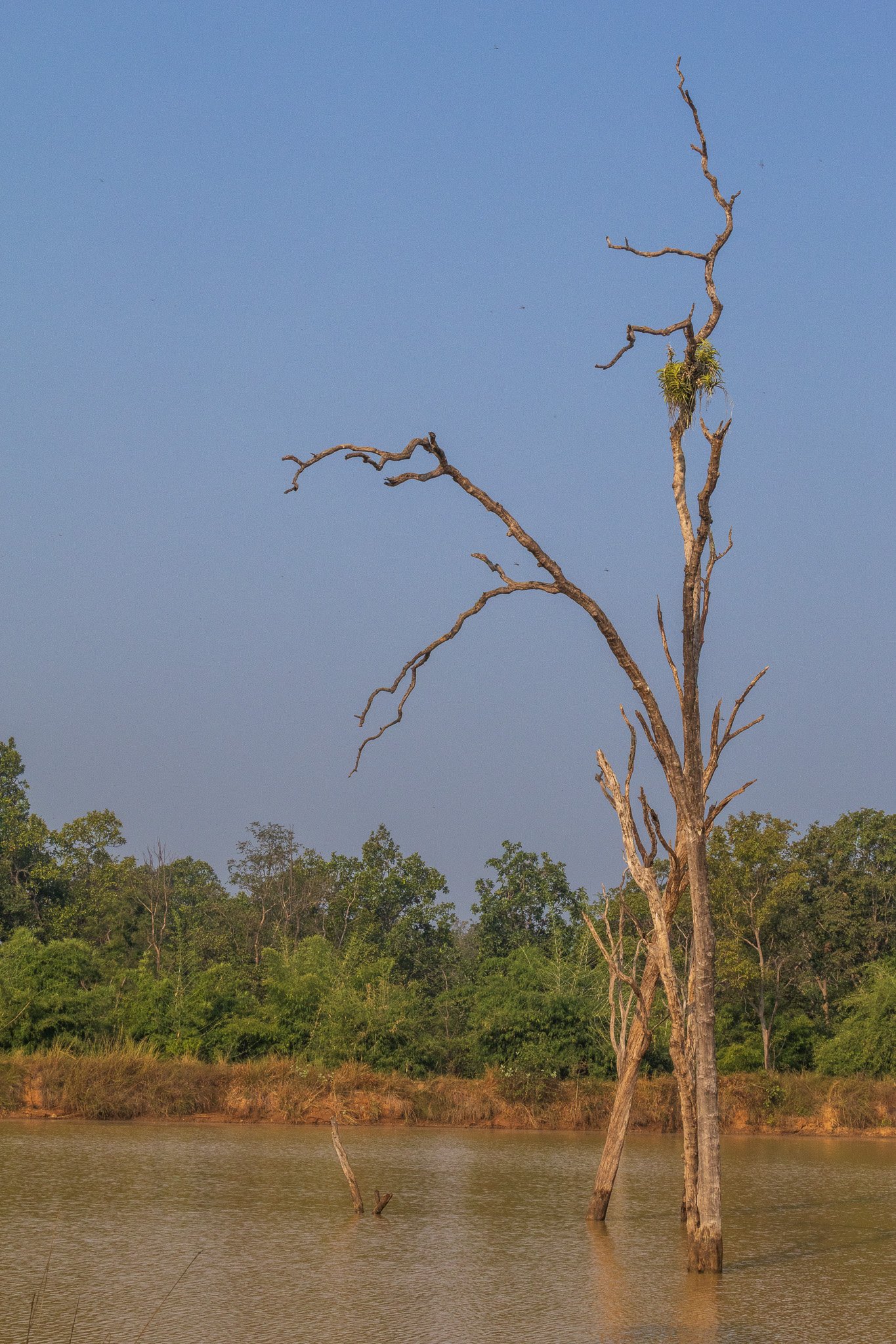_india_18nov2023_bandhavgarh28.jpg