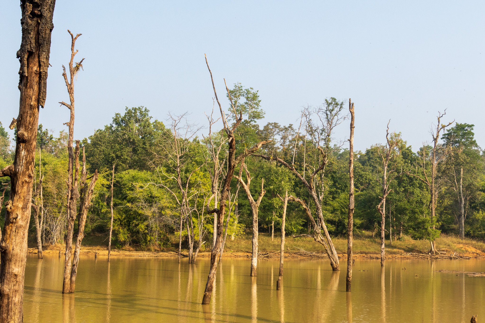 _india_18nov2023_bandhavgarh29.jpg