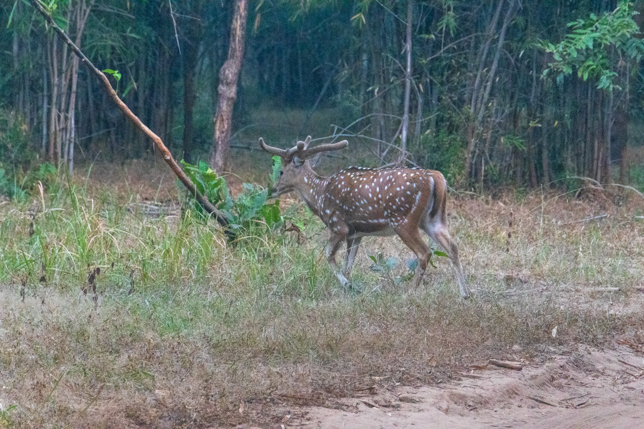 _india_18nov2023_bandhavgarh3.jpg