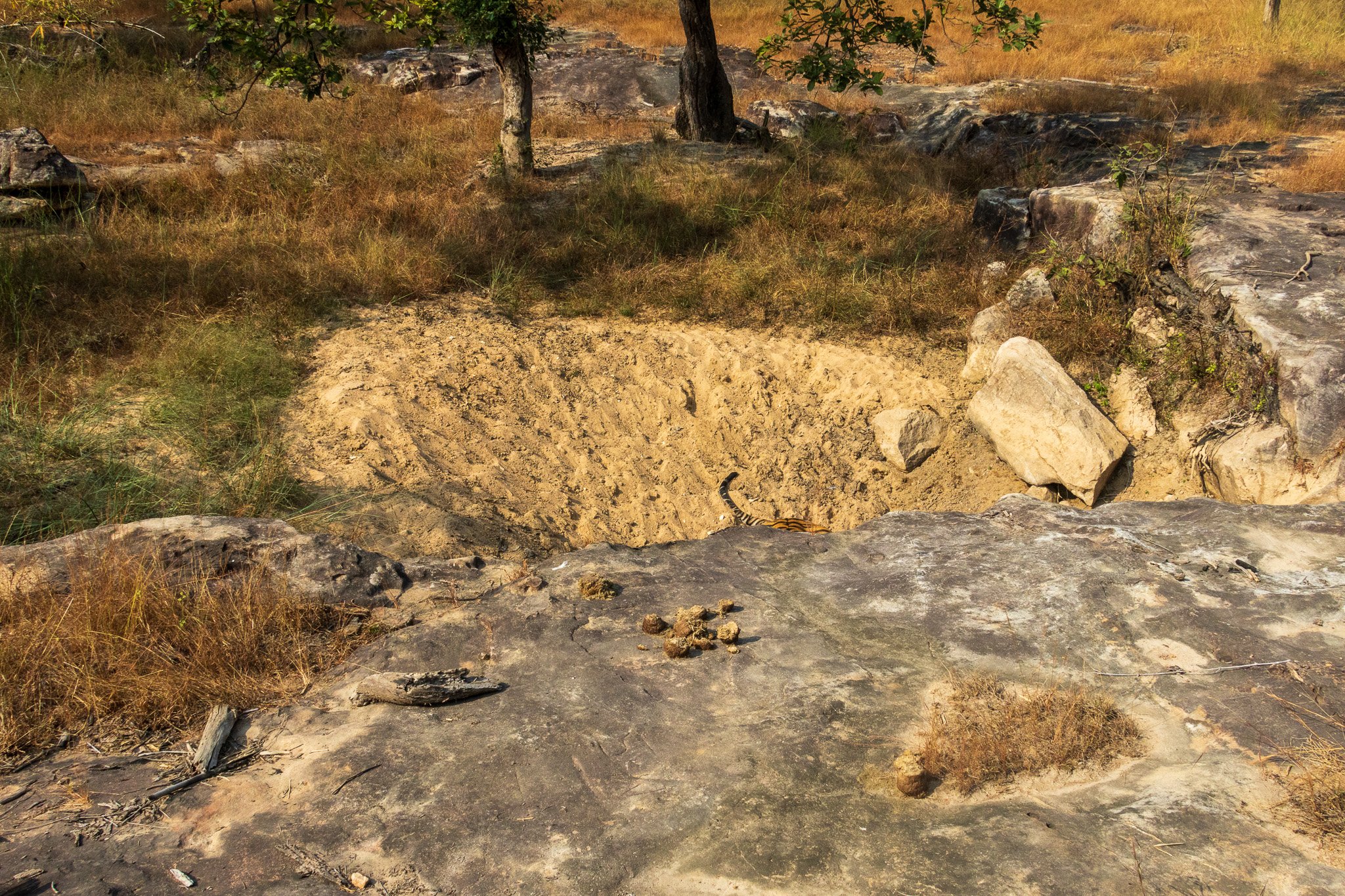 _india_18nov2023_bandhavgarh31.jpg