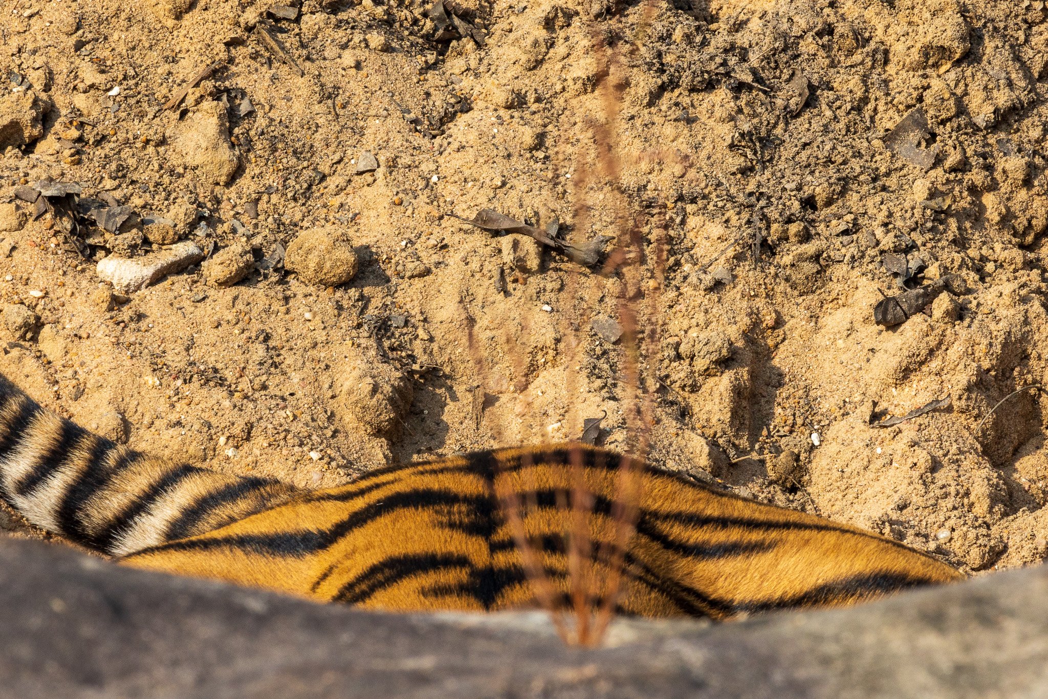 _india_18nov2023_bandhavgarh32.jpg