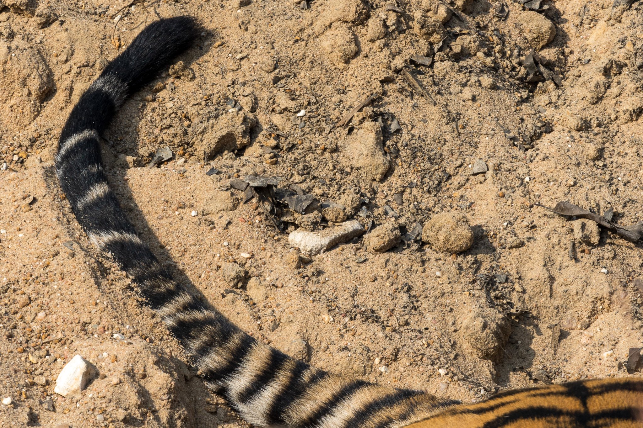 _india_18nov2023_bandhavgarh33.jpg