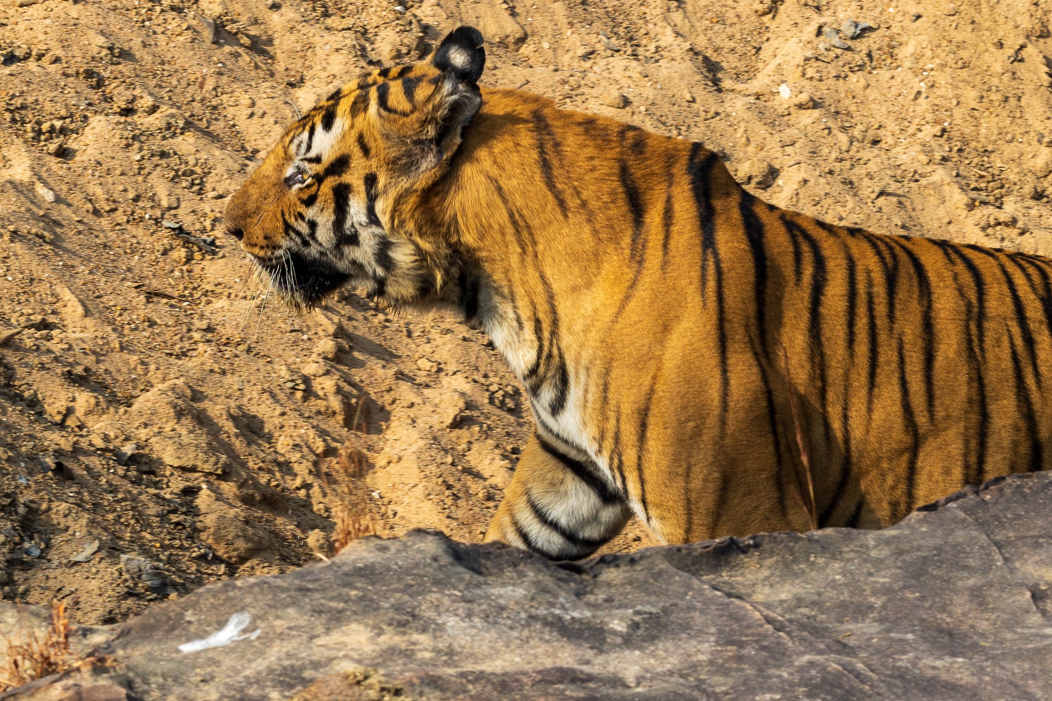 _india_18nov2023_bandhavgarh36.jpg
