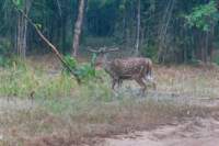 _india_18nov2023_bandhavgarh3_small.jpg