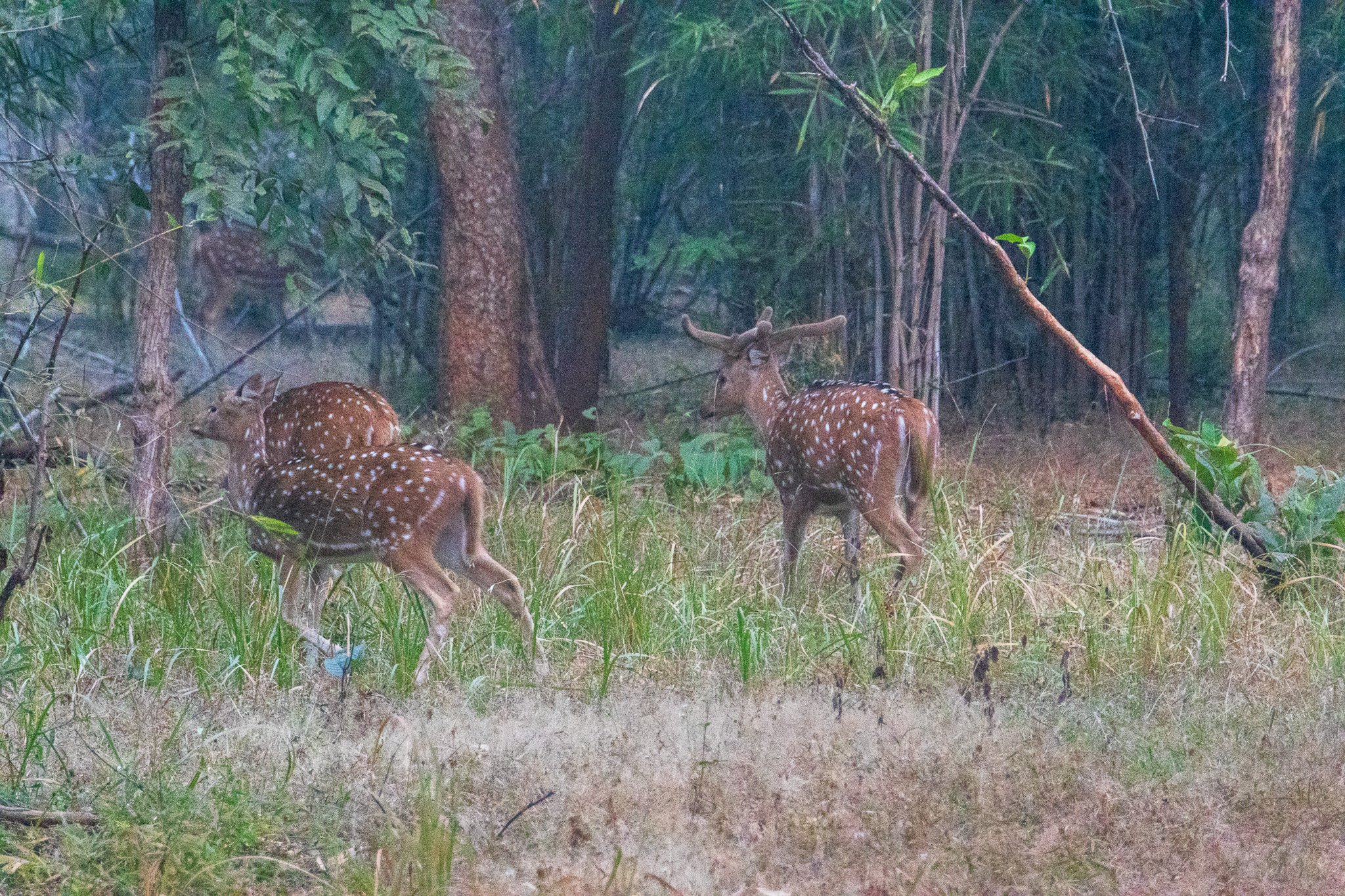 _india_18nov2023_bandhavgarh4.jpg