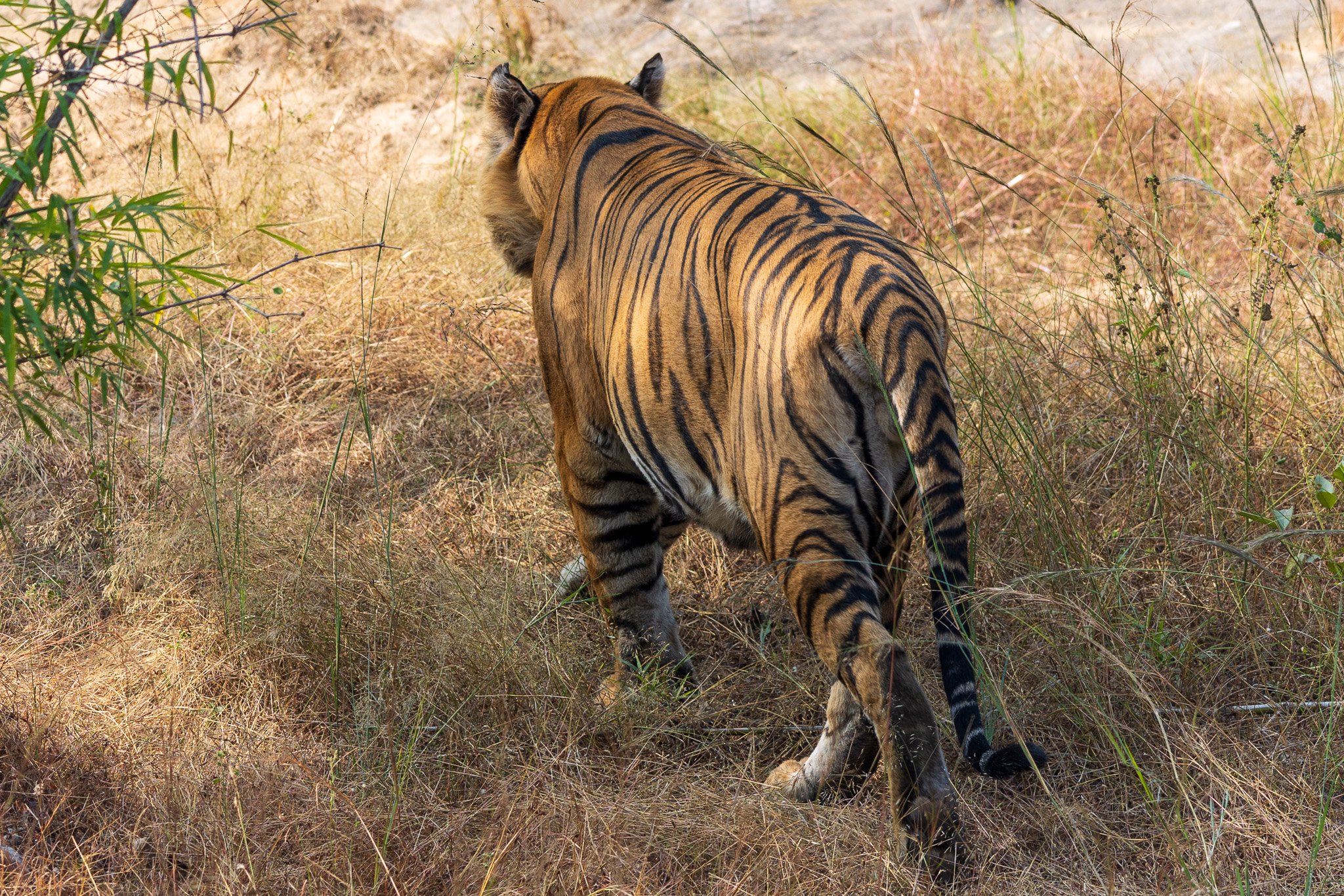 _india_18nov2023_bandhavgarh40.jpg