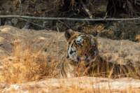 _india_18nov2023_bandhavgarh41_small.jpg