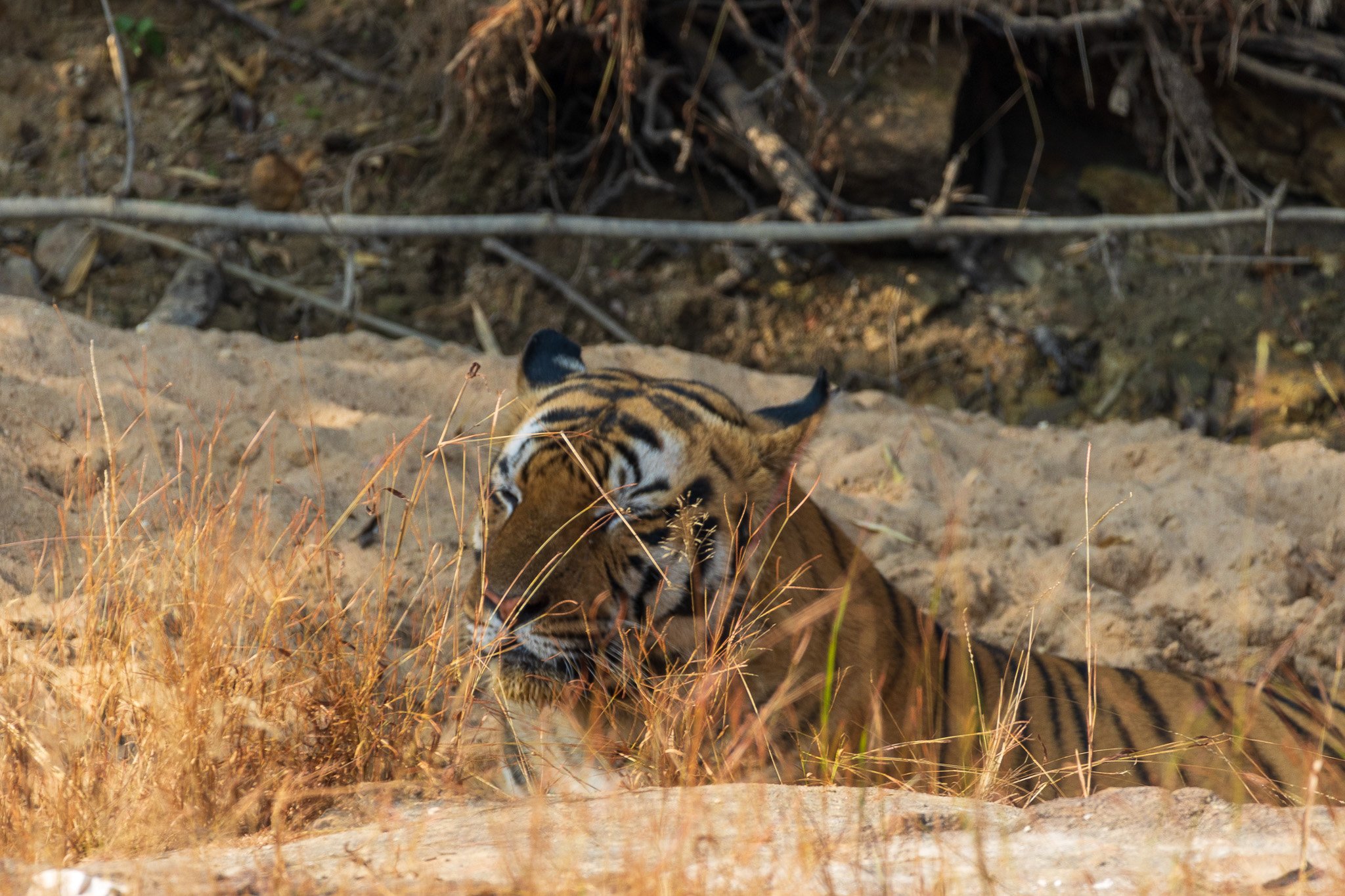 _india_18nov2023_bandhavgarh42.jpg