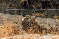 _india_18nov2023_bandhavgarh42_small.jpg