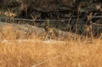 _india_18nov2023_bandhavgarh43_small.jpg