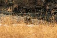 _india_18nov2023_bandhavgarh44_small.jpg