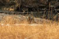 _india_18nov2023_bandhavgarh45_small.jpg