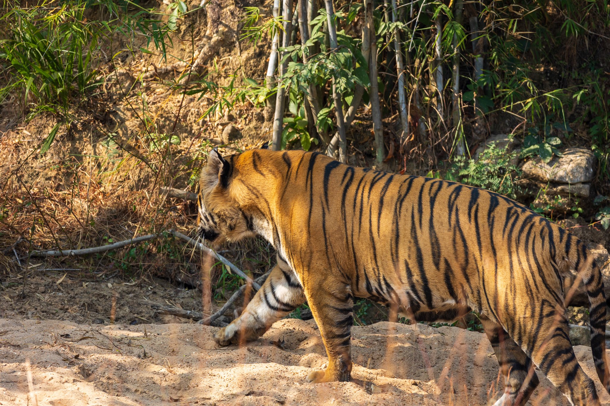 _india_18nov2023_bandhavgarh48.jpg