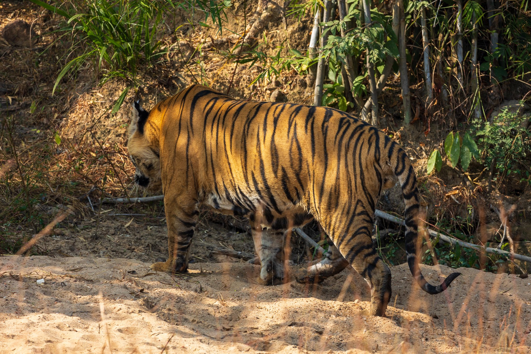 _india_18nov2023_bandhavgarh49.jpg