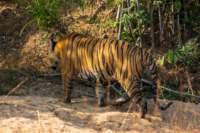 _india_18nov2023_bandhavgarh49_small.jpg