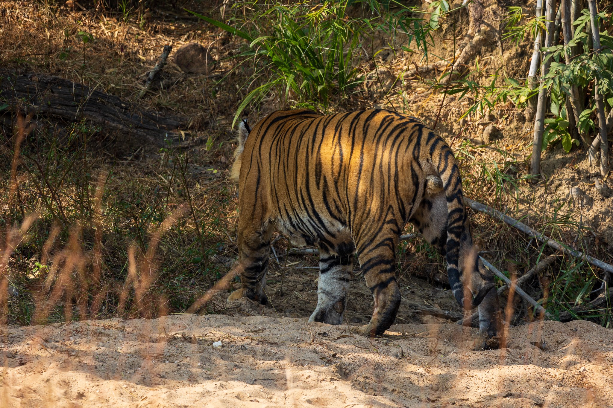 _india_18nov2023_bandhavgarh50.jpg