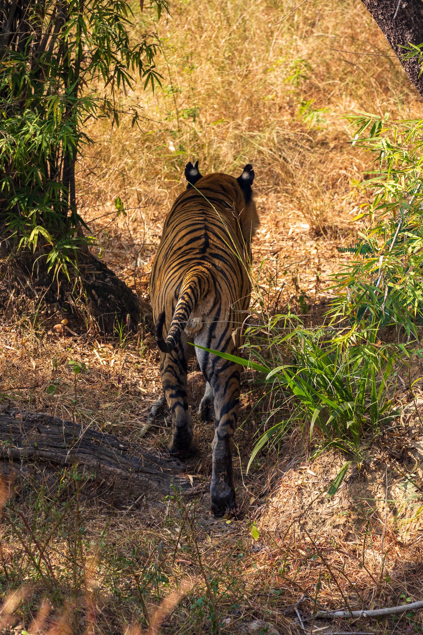 _india_18nov2023_bandhavgarh51.jpg