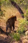 _india_18nov2023_bandhavgarh52_small.jpg