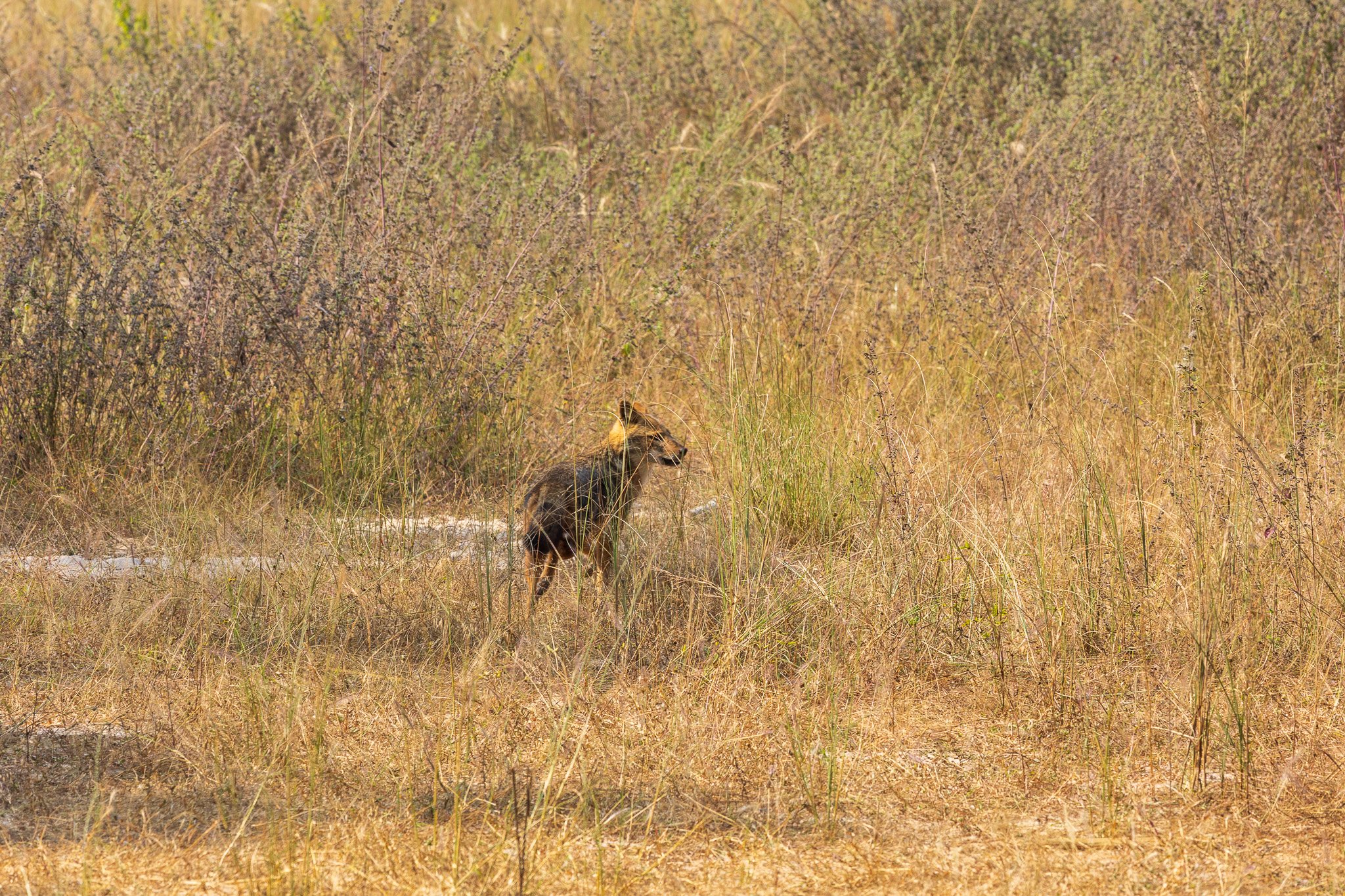 _india_18nov2023_bandhavgarh54.jpg
