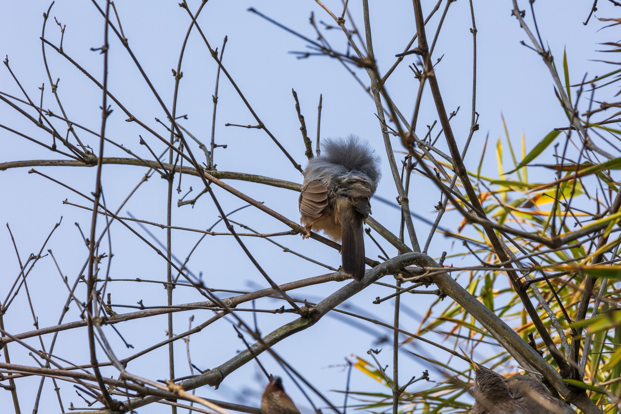 _india_18nov2023_bandhavgarh55.jpg