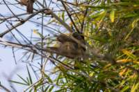 _india_18nov2023_bandhavgarh56_small.jpg