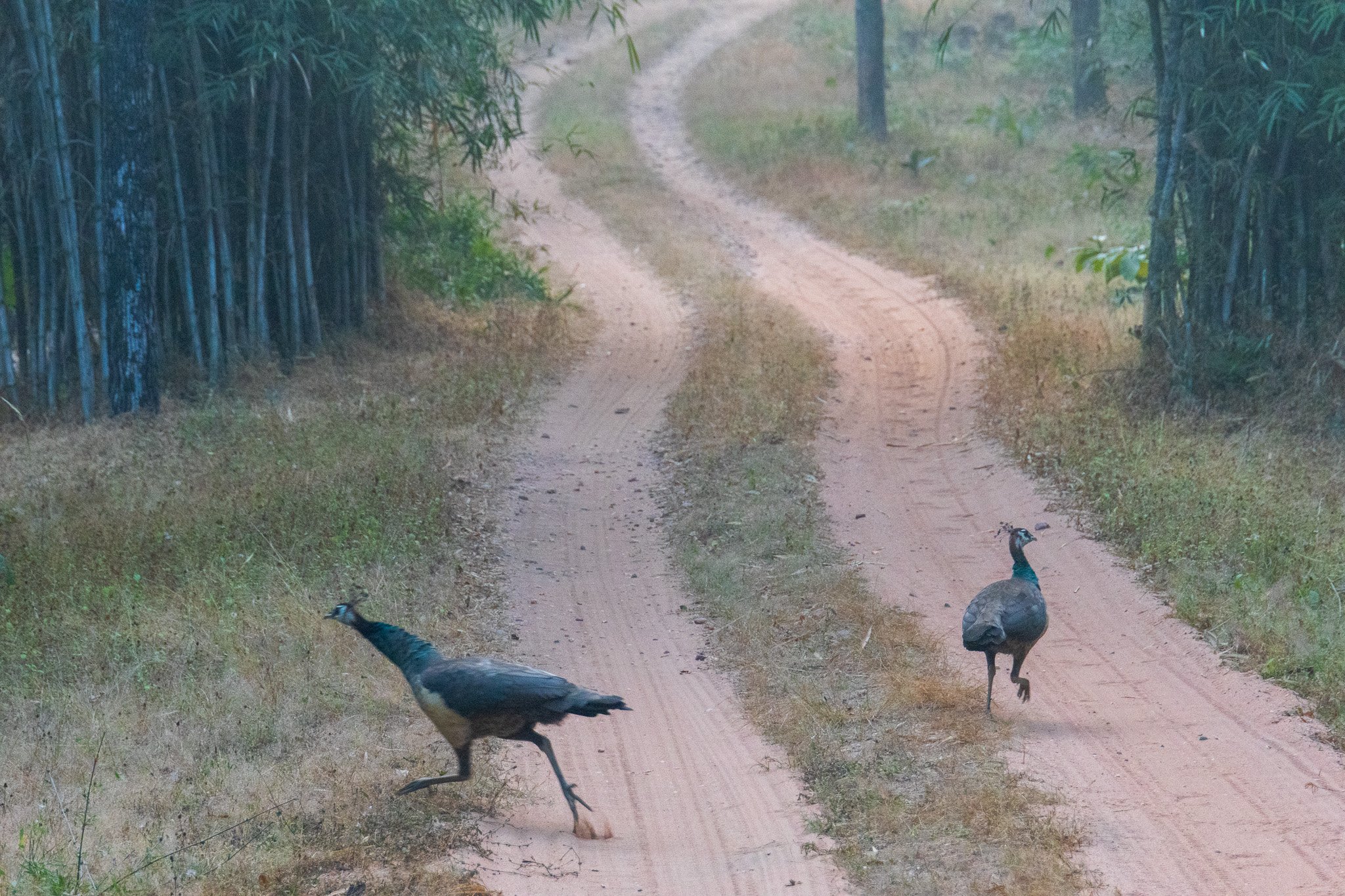 _india_18nov2023_bandhavgarh6.jpg