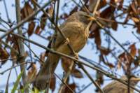 _india_18nov2023_bandhavgarh62_small.jpg