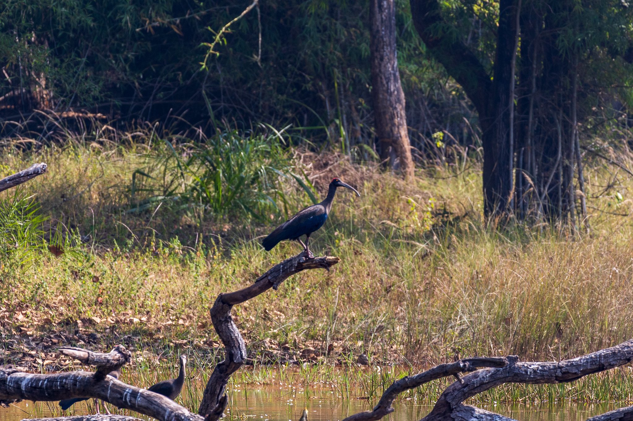 _india_18nov2023_bandhavgarh63.jpg