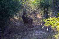 _india_18nov2023_bandhavgarh70_small.jpg