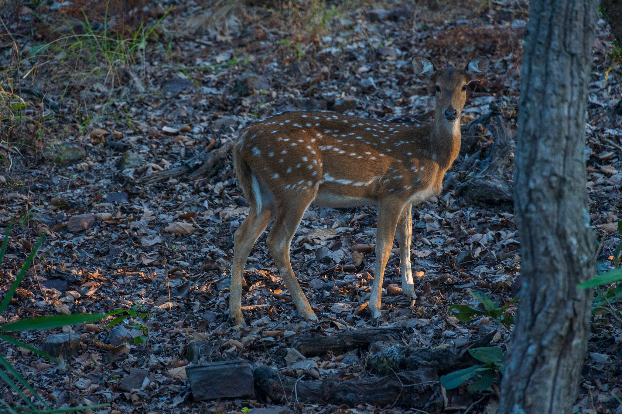 _india_18nov2023_bandhavgarh71.jpg