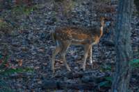 _india_18nov2023_bandhavgarh71_small.jpg