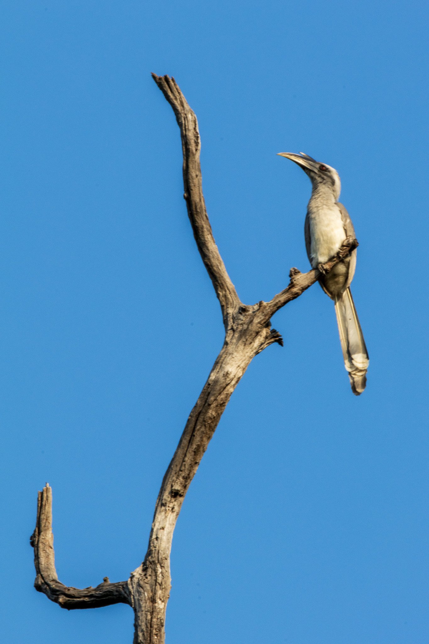 _india_18nov2023_bandhavgarh72.jpg