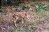 _india_18nov2023_bandhavgarh78_small.jpg