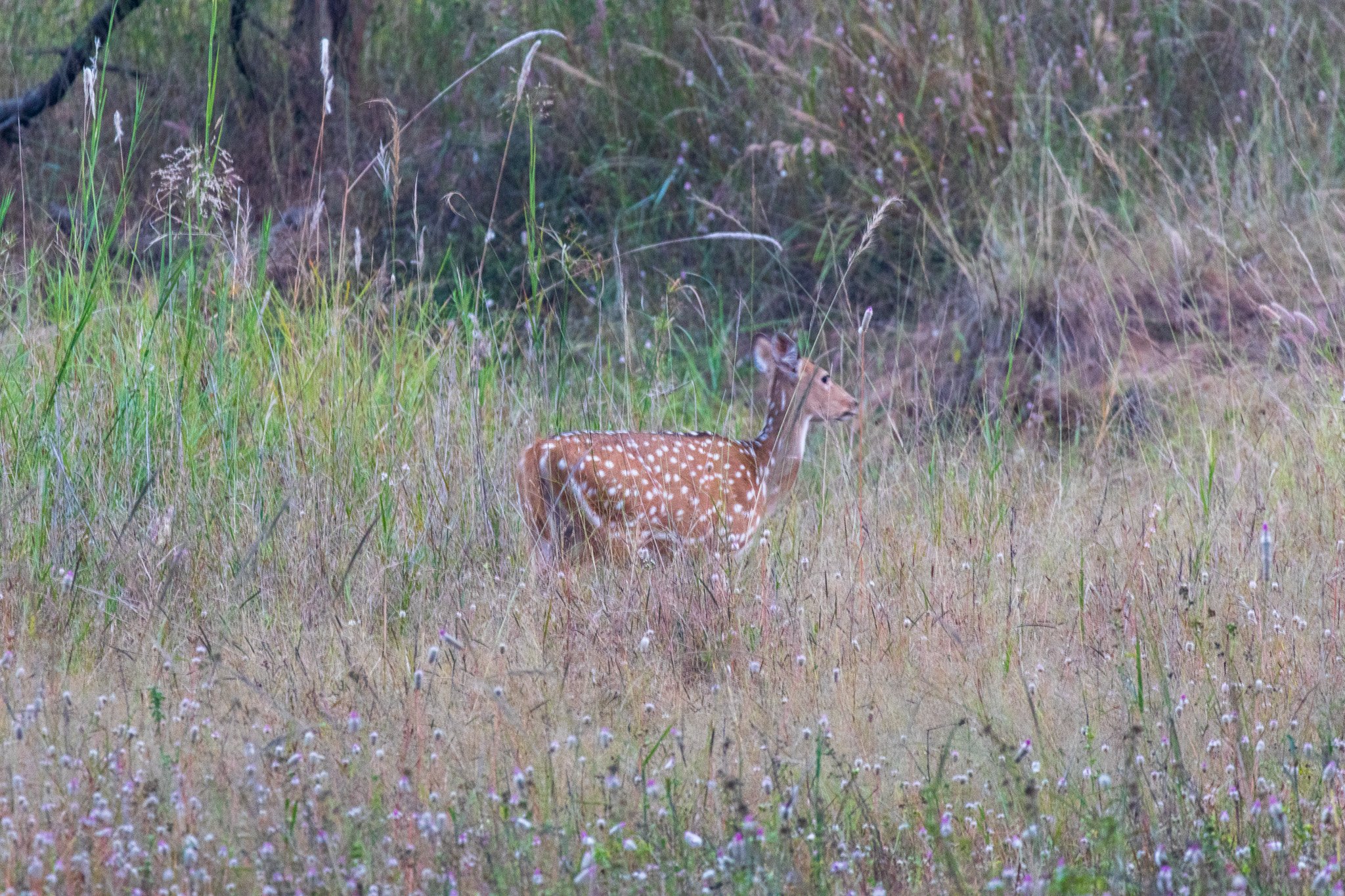 _india_18nov2023_bandhavgarh79.jpg