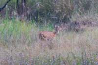 _india_18nov2023_bandhavgarh79_small.jpg
