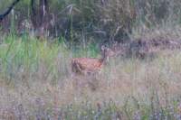 _india_18nov2023_bandhavgarh79_small.jpg