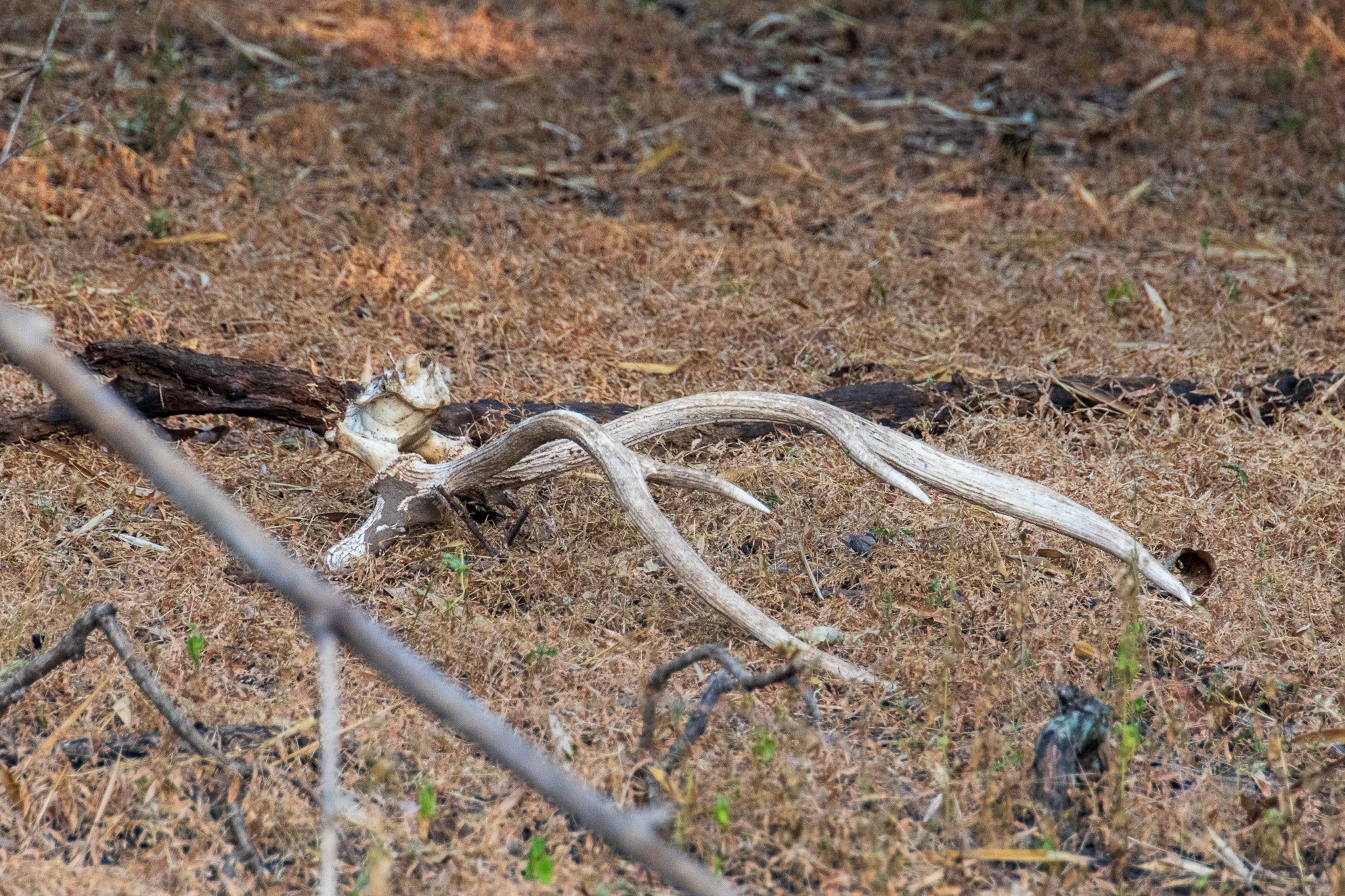 _india_18nov2023_bandhavgarh8.jpg