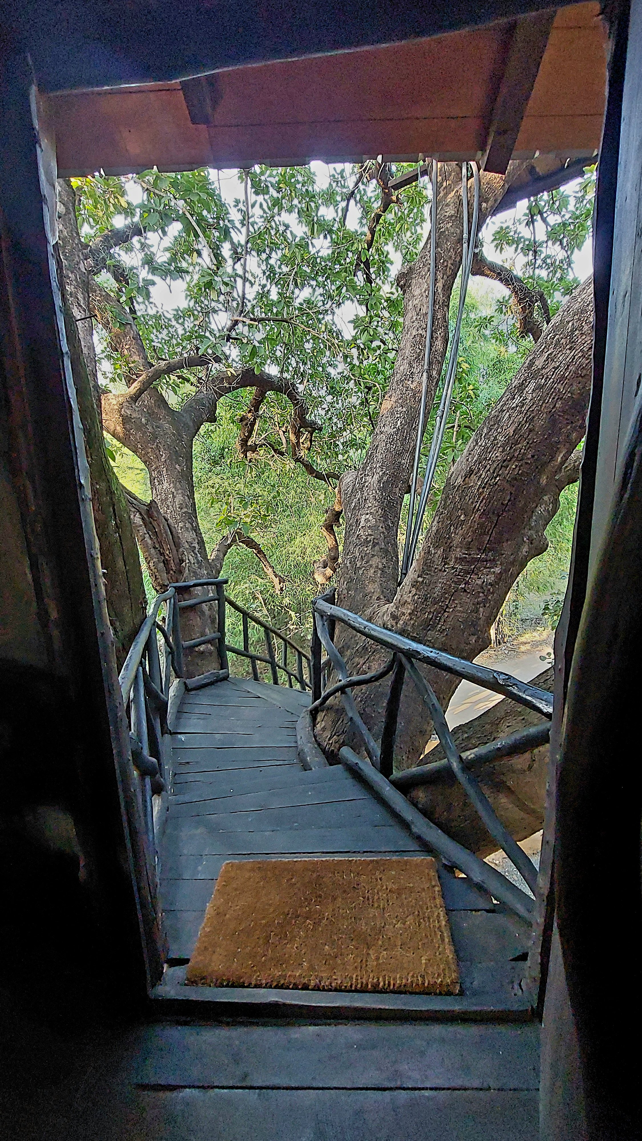 c_india_18nov2023_bandhavgarh.jpg